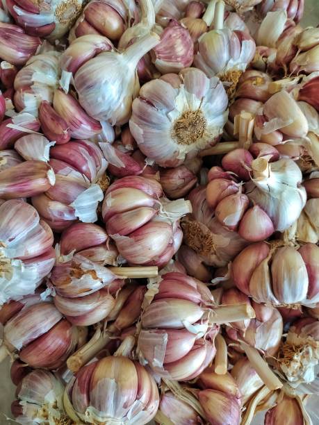 istock Poor looking garlic bulbs. Bad looking garlic heads. Garlic Cloves spread over one another. 1223166048