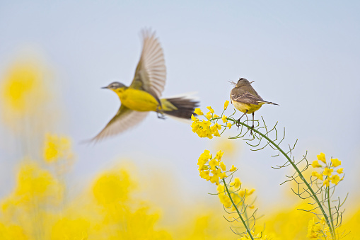 A female yellow wagtail perched with nest material in its beak on the blossom of a rapeseed field. With the male flying in front of her. a blue sky and yellow flowers.