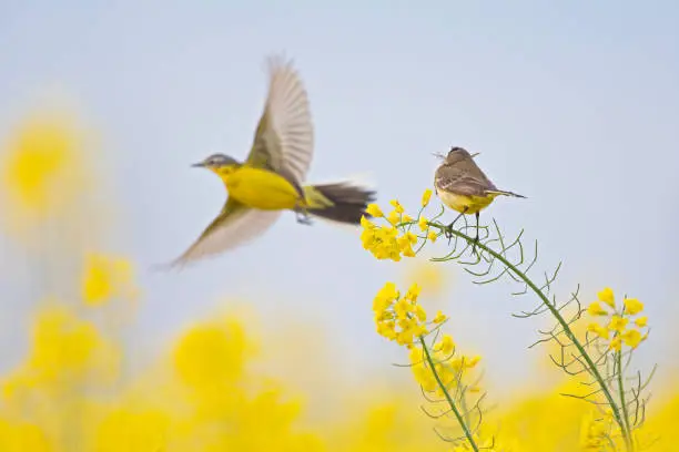 A female yellow wagtail perched with nest material in its beak on the blossom of a rapeseed field. With the male flying in front of her. a blue sky and yellow flowers.