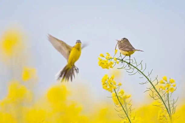 A female yellow wagtail perched with nest material in its beak on the blossom of a rapeseed field. With the male flying in front of her. a blue sky and yellow flowers.