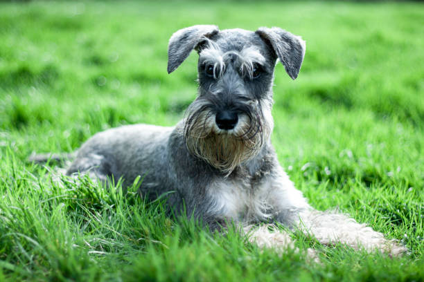 istock Dog portrait 1223167275