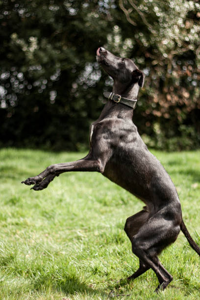 istock Dog portrait 1223167338