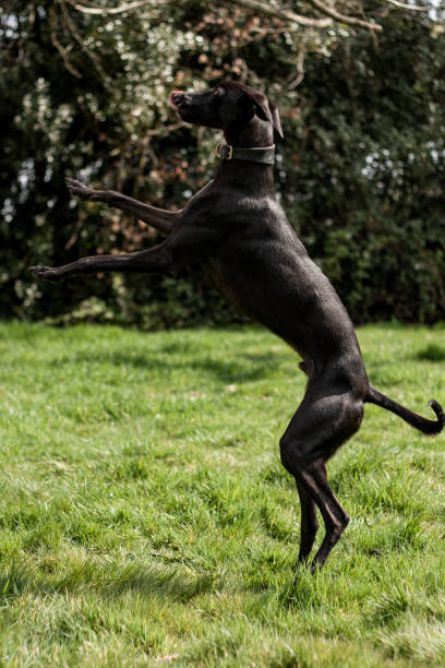 istock Dog portrait 1223167354