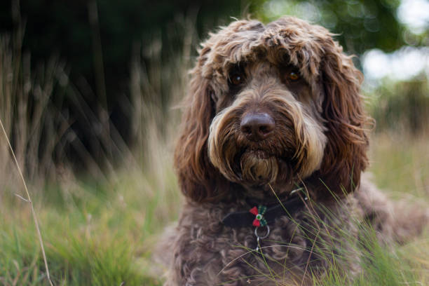 istock Dog portrait 1223167446