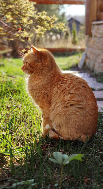 istock Cute ginger cat sits in profile on the path backlit by a bright yellow sunset in the spring garden. 1223167487