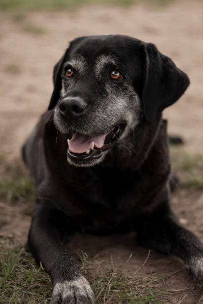 istock Dog portrait 1223167506