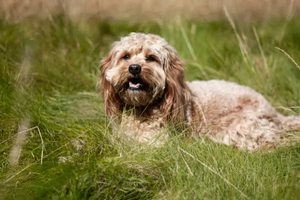 Photo of Dog portrait