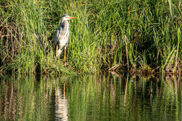 호숫가에 세워진 하얀 색의 송곳레 - wading bird everglades national park egret 뉴스 사진 이미지