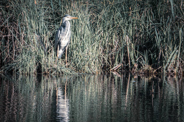 una gran garza blanca se encuentra en la orilla de un lago - wading bird everglades national park egret fotografías e imágenes de stock