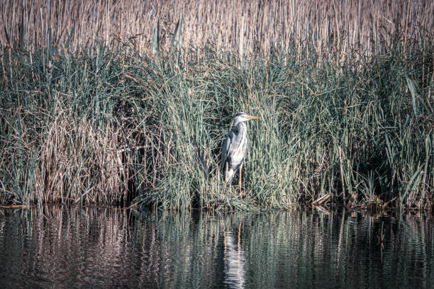 una gran garza blanca se encuentra en la orilla de un lago - wading bird everglades national park egret fotografías e imágenes de stock