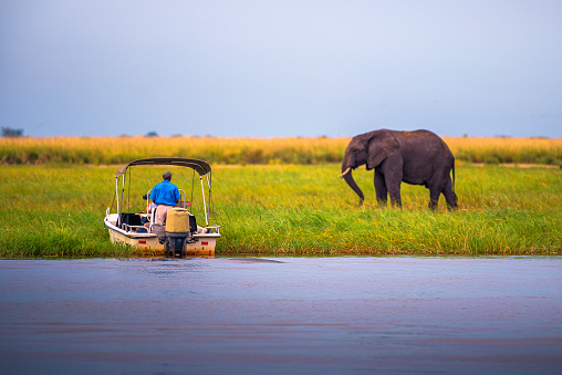 Chobe National Park, Botswana - April 7, 2019 : Tourists in a boat observe an elephant in its natural habitat along the riverside of Chobe River in Chobe National Park, Botswana.