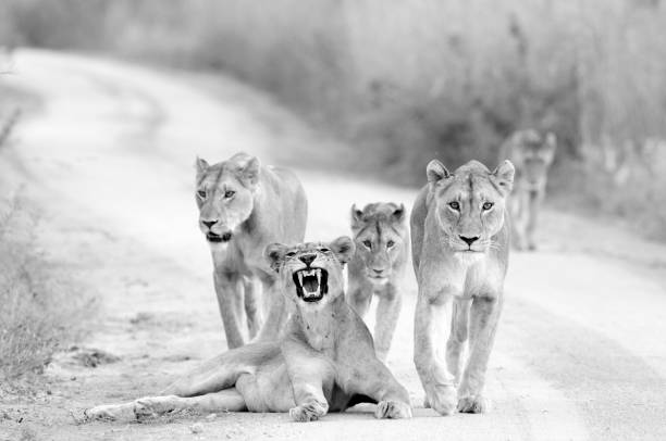 istock Lion Pride in a Road 1223168233