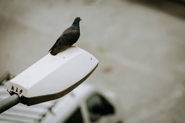 istock A pigeon on a streetlight chilling 1223169456