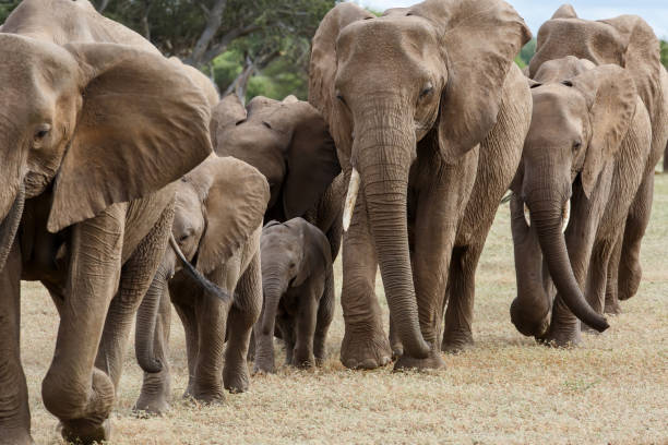 mandria di elefanti che cammina nella riserva di caccia di mashatu - mashatu game reserve foto e immagini stock