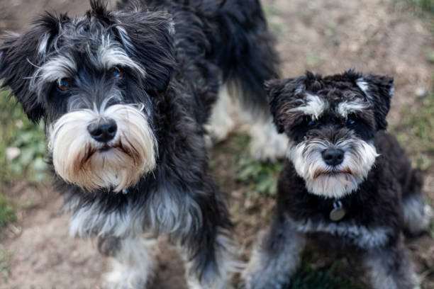 230+ Black And White Miniature Schnauzer Stock Photos, Pictures & Royalty-Free Images - iStock 230+ Black And White Miniature Schnauzer Stock Photos, Pictures & Royalty-Free Images - Istock
