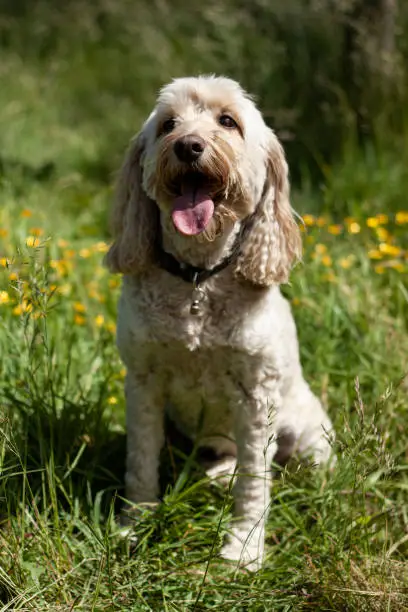 Photo of Dog portrait