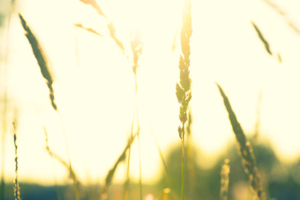 Sunset in the field