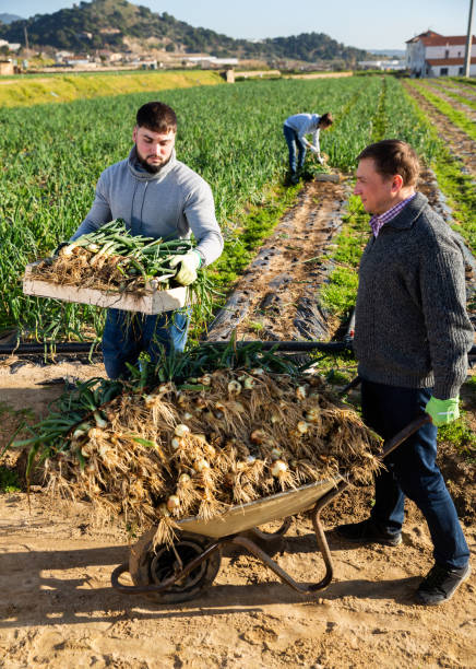 istock People picking green onions 1223171400