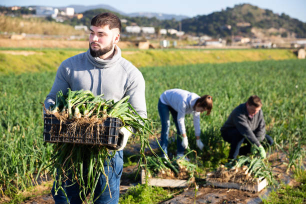 istock Team of workers harvests green onions on a plantation 1223171402