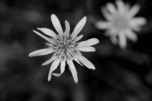 istock Yellow bright wildflowers 1223171576