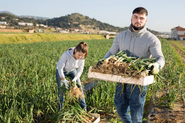 istock Young farmer carrying crate with scallions 1223172249