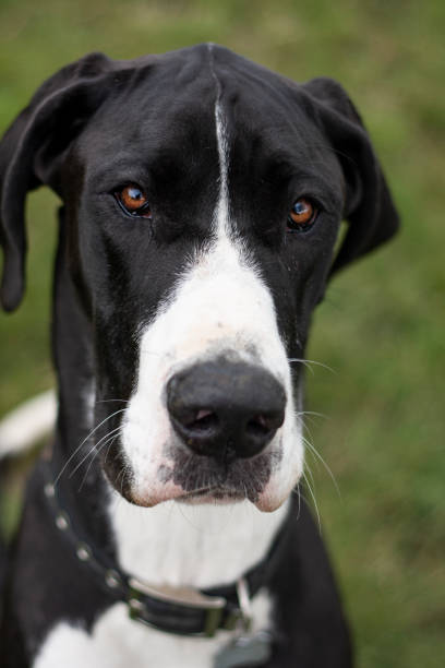 istock Dog portrait 1223172358