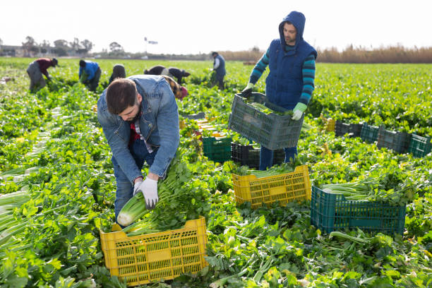 istock Two men carrying crates with harvested celery 1223172466