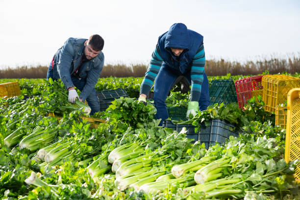 istock Two men carrying crates with harvested celery 1223172524