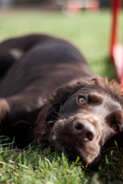 istock Dog portrait 1223172527