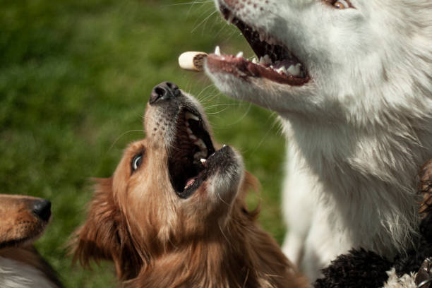 istock Dog portrait 1223172609
