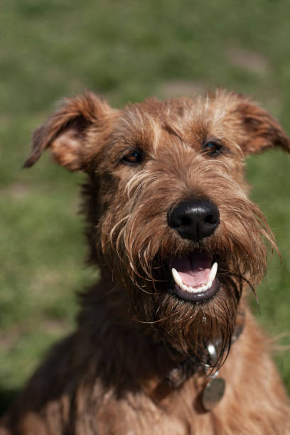 istock Dog portrait 1223172627