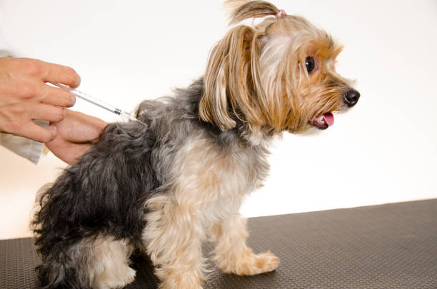 istock Cute Yorkie puppy on vet table getting  vaccinated 1223173069