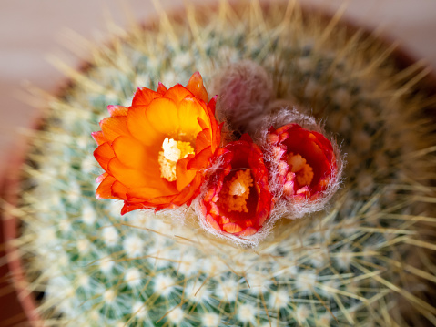 Blossom of cactus, flowers in orange color, closeup of blooming thorn plant