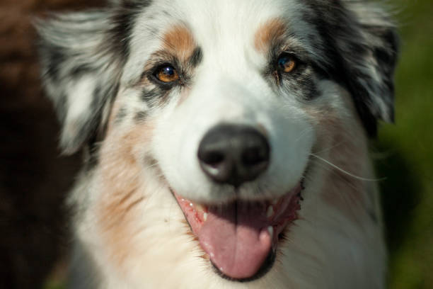 istock Dog portrait 1223173249