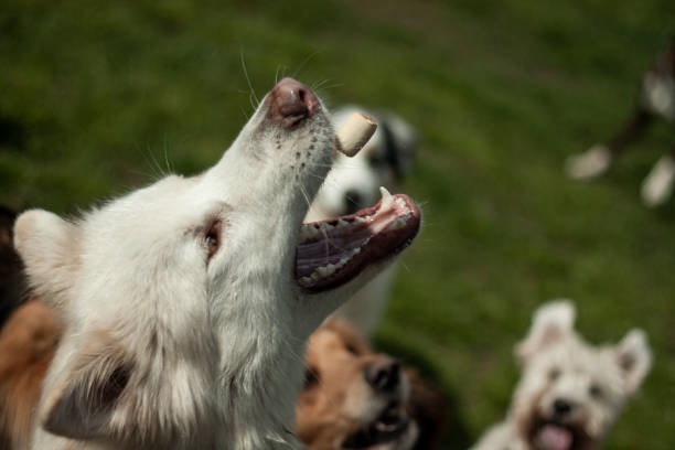 istock Dog portrait 1223173278