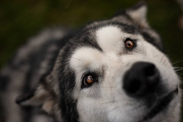 istock Dog portrait 1223173350