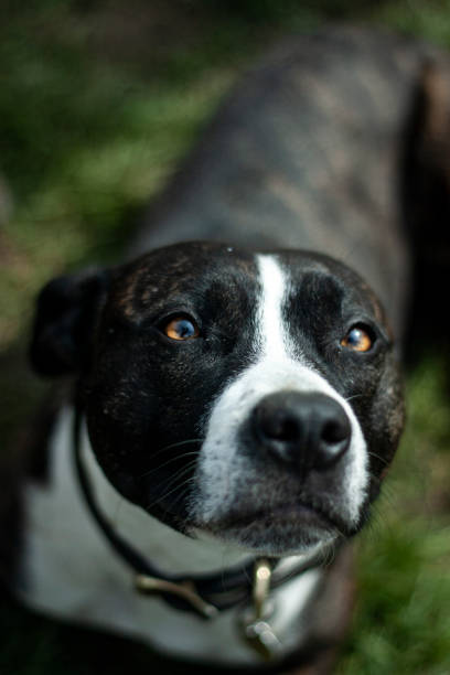 istock Dog portrait 1223173360
