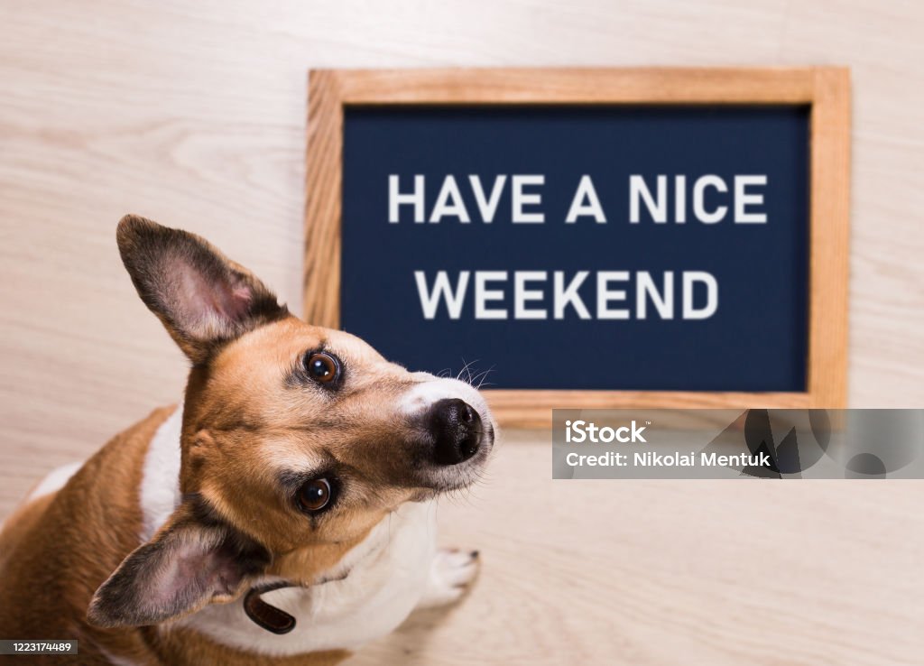 Funny Portrait Of Cute Dog With Letter Board Inscription Have A Nice  Weekend Word Lying On Floor Stock Photo - Download Image Now - iStock