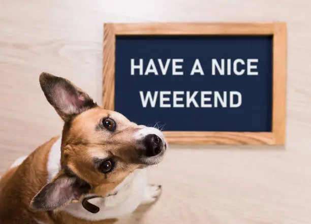Photo of Funny portrait of cute dog with letter board inscription have a nice weekend word lying on floor