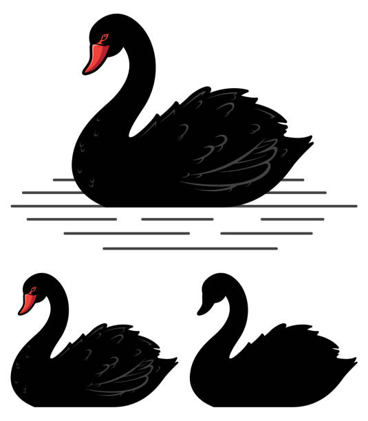 illustrazioni stock, clip art, cartoni animati e icone di tendenza di mascotte del cigno nero - black swan