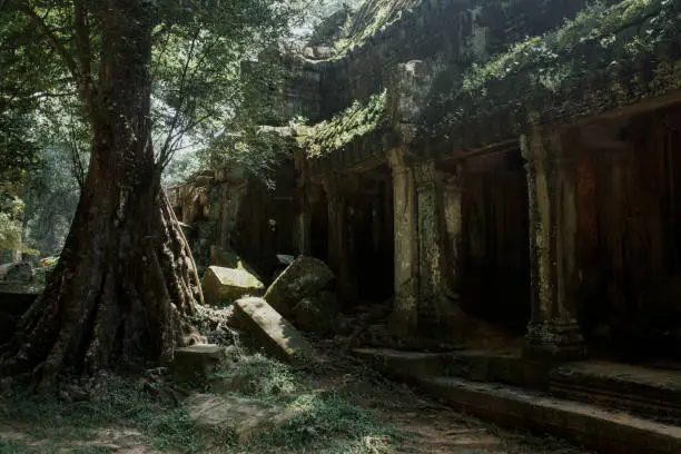 Photo of Amazing Angkor is popular tourist attraction and mysterious tree at ancient building nestled among rainforest