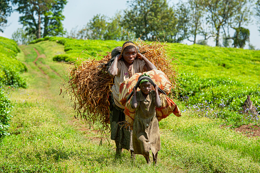 Buyungule Village, South-Kivu, Congo, Democratic Republic - September 21, 2019: Mother and daughter from the Batwa Pygmies are carrying a heavy load of beans from the fields into their village. Buyungule is a village of the Batwa Pygmies, the native people of the Kahuzi Biega area.\nKahuzi-Biega Forest was the home of Batwa pygmies before it  was gazeeted as a National Park in 1970.  The life of the pygmy people was closely linked to the forest – there they found all what they needed for their life (food, medicine, shelter, etc.).  After the loss of their original habitat a lot of Pygmy people feel that they have lost their dignity as human being.