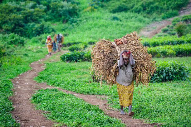 Pygmy woman is carrying a heavy load of beans, Batwa Pygmies, DR Congo Buyungule Village, South-Kivu, Congo, Democratic Republic - September 21, 2019: A woman of the Batwa Pygmies is carrying a heavy load of beans from the fields into the village. Buyungule is a village of the Batwa Pygmies, the native people of the Kahuzi Biega area.
Kahuzi-Biega Forest was the home of Batwa pygmies before it  was gazeeted as a National Park in 1970.  The life of the pygmy people was closely linked to the forest – there they found all what they needed for their life (food, medicine, shelter, etc.).  After the loss of their original habitat a lot of Pygmy people feel that they have lost their dignity as human being. lake kivu stock pictures, royalty-free photos & images