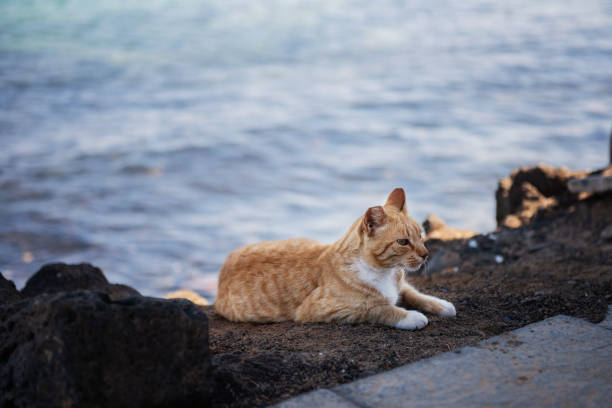 istock ginder cat resting on a sea shore 1223176810