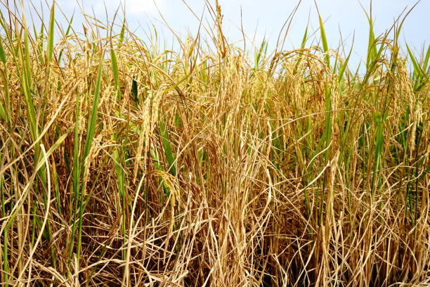 istock Rice paddy field of agriculture 1223177709