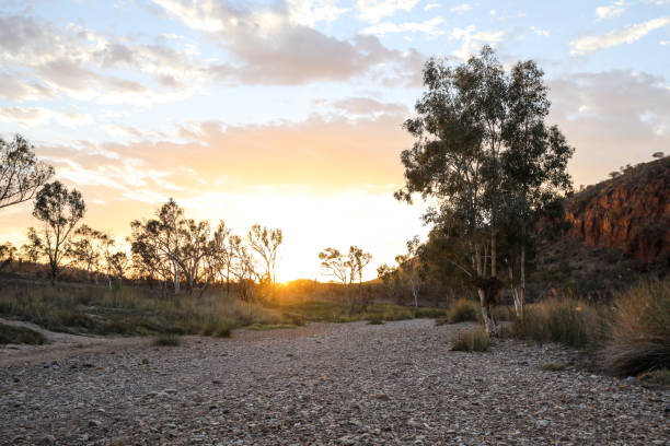 sunrise at glen helen gorge - northern territory macdonnell ranges australia eucalyptus imagens e fotografias de stock