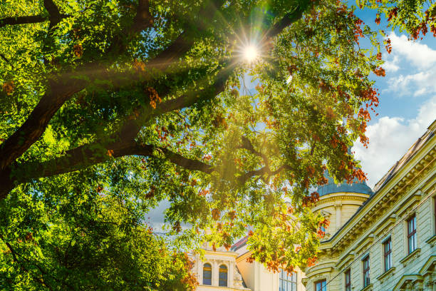 View to Baroque residential buildings in the centre of Vienna through the tree branches. Blue sky with the sun on the background.