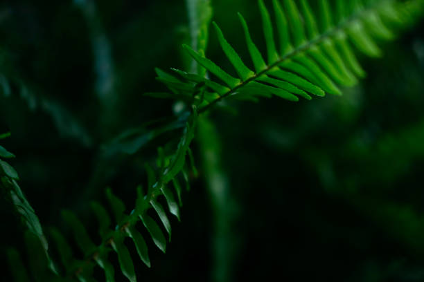 istock Plant branches with green leaves close up view 1223178878