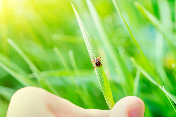 Collect and search for ticks. Encephalitic tick in a man's hand on green background. Dangerous blood-sucking arthropod animal transfers viruses and diseases. Collect and search for ticks. Encephalitic tick in a man's hand on a green background. Dangerous blood-sucking arthropod animal transfers viruses and diseases. deer tick arachnid photos stock pictures, royalty-free photos & images