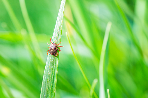 Encephalitis Infected Tick Insect on Green Grass in the sunshine of summer. Lyme Borreliosis Disease or Encephalitis Virus Infectious Dermacentor Tick Arachnid Parasite Macro